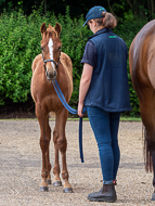 KS300622-75 - Cupboard Love's foal by Territories